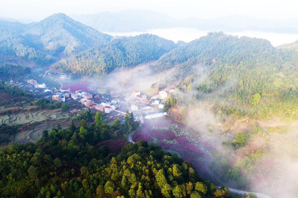 宁化城南上坪海棠花开（赖晓雄/摄）