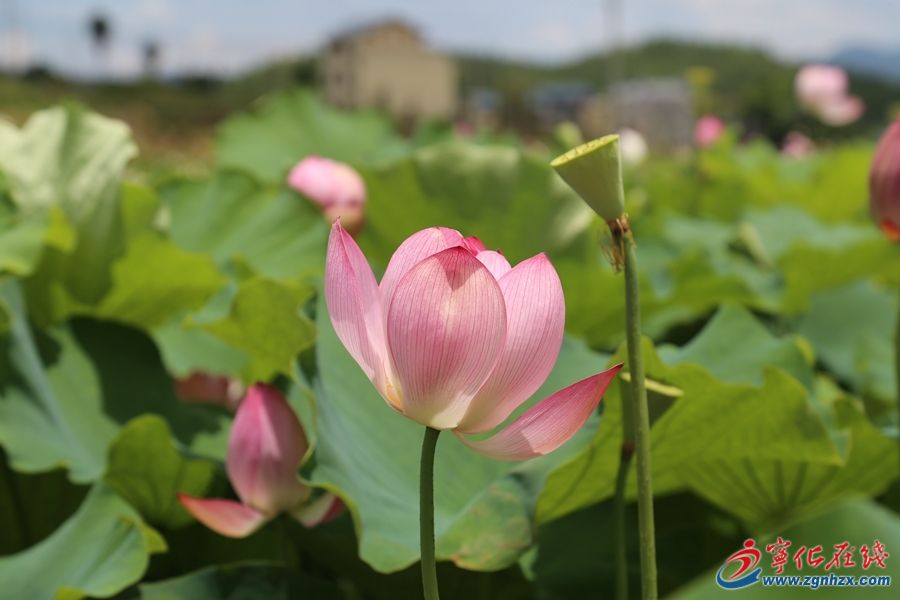 映日荷花别样红~